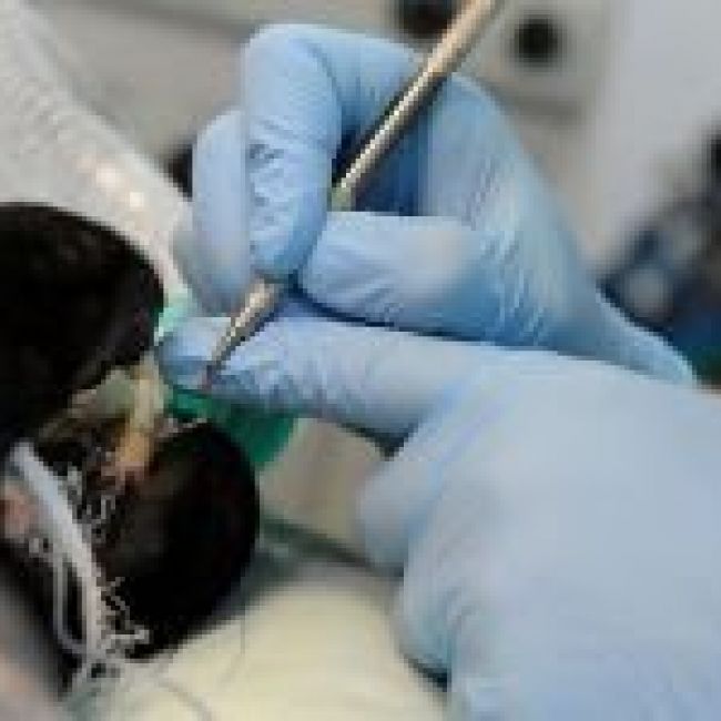 Limpieza dental veterinaria en Castellón