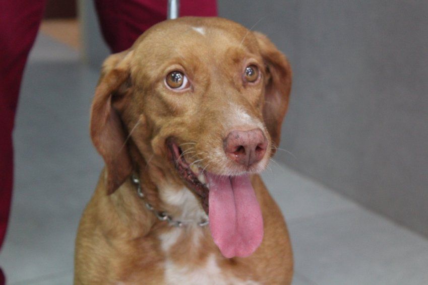 Radiografía para perro en Castellón Radiografía para perro en Castellón
