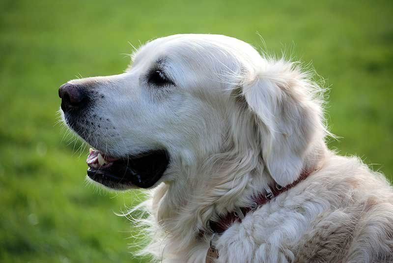 Caída pelo perro causas tratamiento Caída pelo perro causas tratamiento