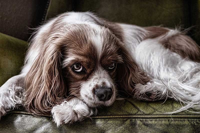 Operación para perro en Castellón Operación para perro en Castellón