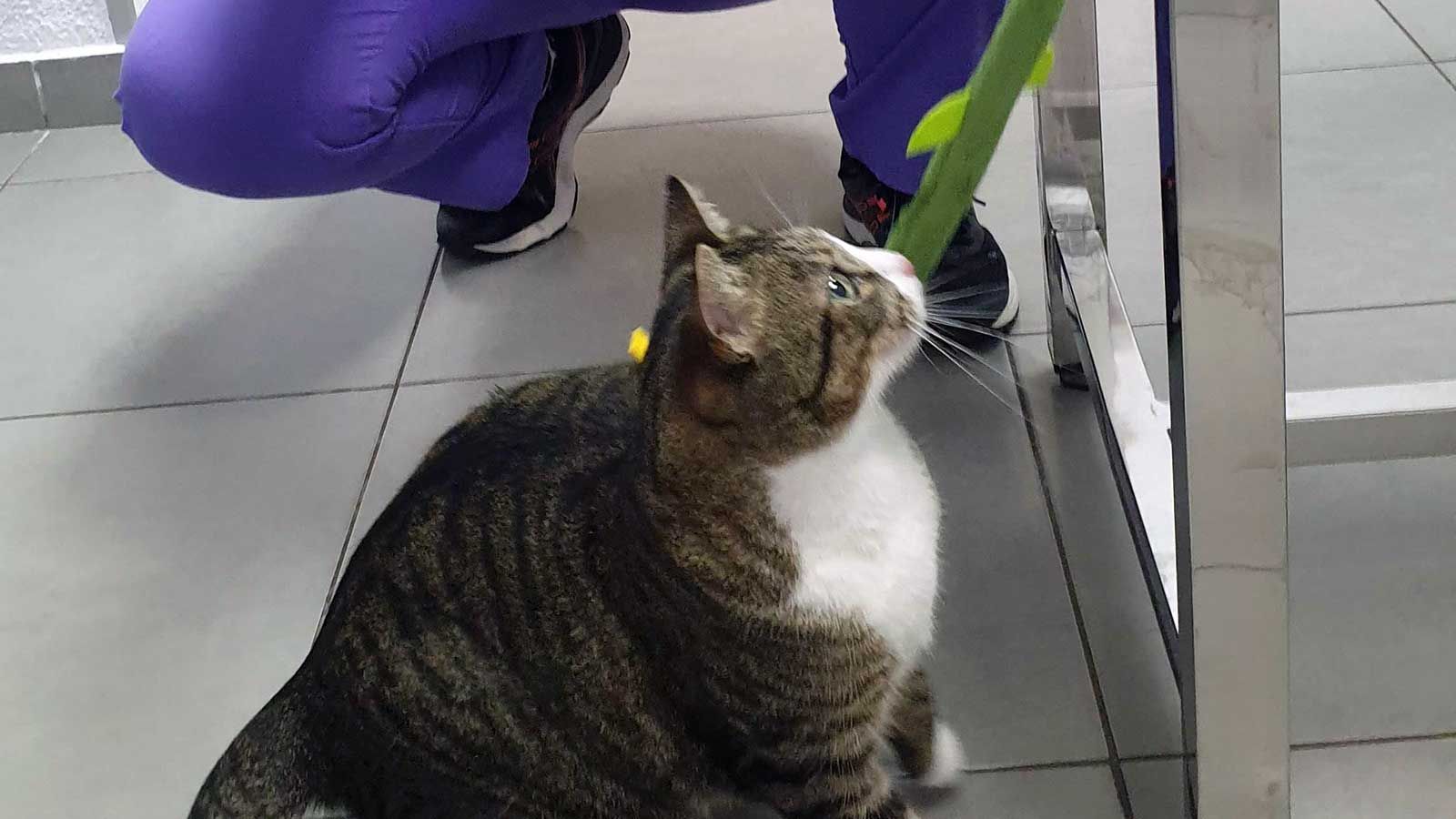 Servicios veterinarios para gatos