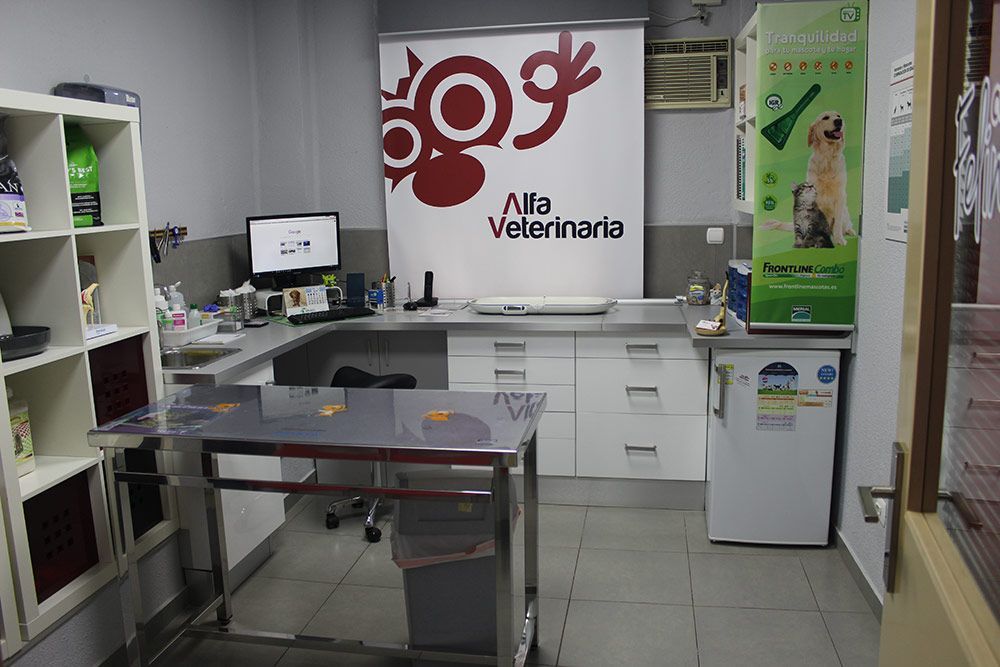 Consulta veterinaria en Castellón