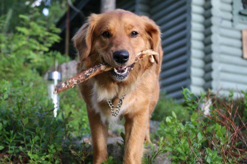 Causas cojera en perros Causas cojera en perros
