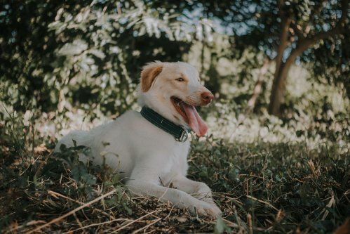 El golpe de calor en perros