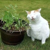 Catnip: la marihuana gatos