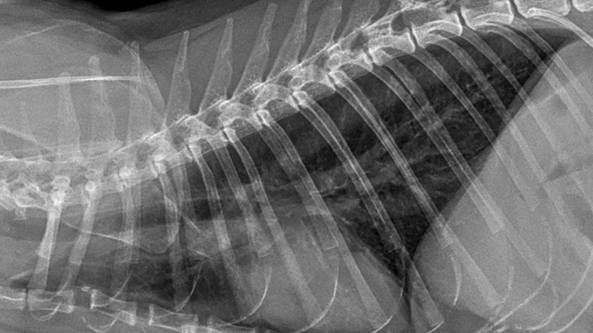 Cirugía veterinaria en Castellón