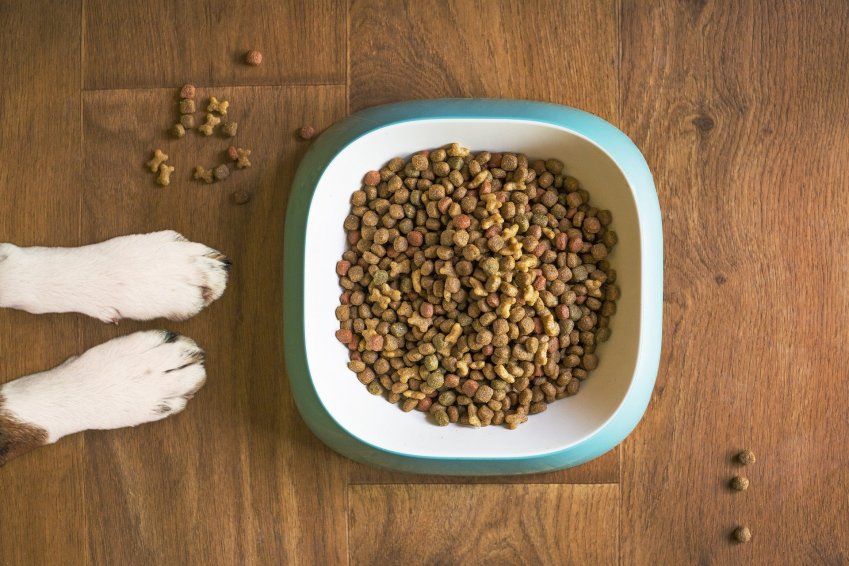 Comida de primera calidad para tu perro Comida de primera calidad para tu perro