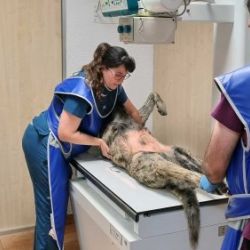 Centro de veterinaria en Castellón