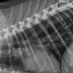 Cirugía veterinaria en Castellón