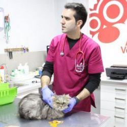 Medicina veterinaria en Castellón