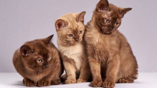 Clínica veterinaria gatos en Castellón Clínica veterinaria gatos en Castellón