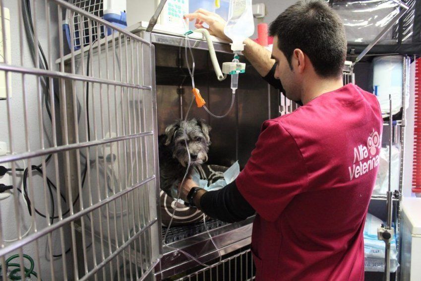 Hospitalización de perros en Castellón Hospitalización de perros en Castellón