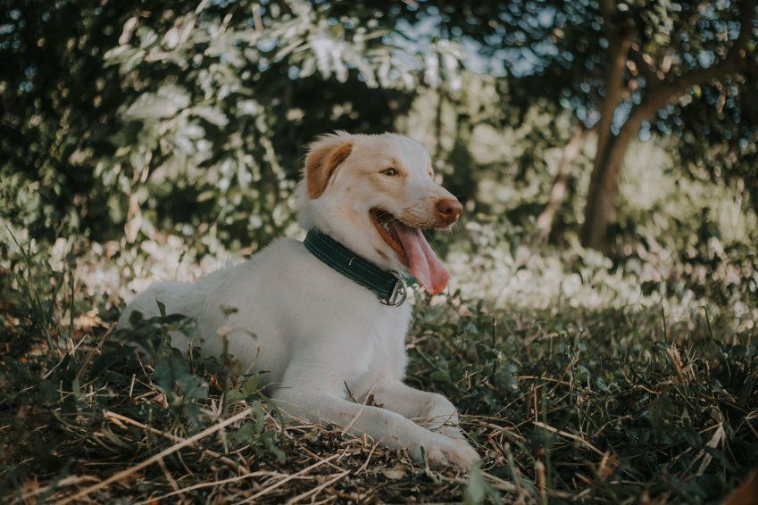 El golpe de calor en perros El golpe de calor en perros