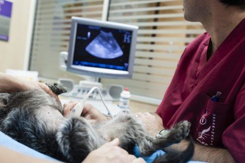 Diagnóstico veterinario por imagen en Castellón Diagnóstico veterinario por imagen en Castellón