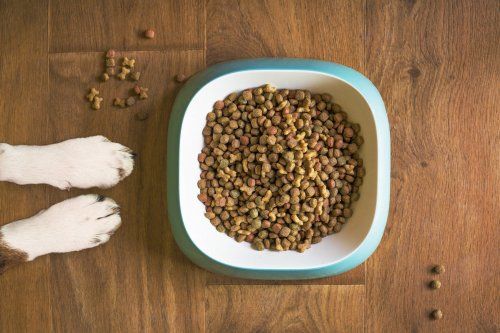 Comida de primera calidad para tu perro