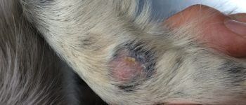 ¿Tu perro se rasca mucho? Te explicamos las causas y remedios de la dermatitis ¿Tu perro se rasca mucho? Te explicamos las causas y remedios de la dermatitis
