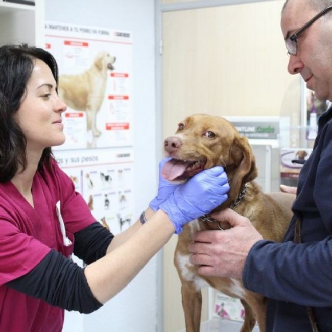 Vacunación de mascotas en Castellón