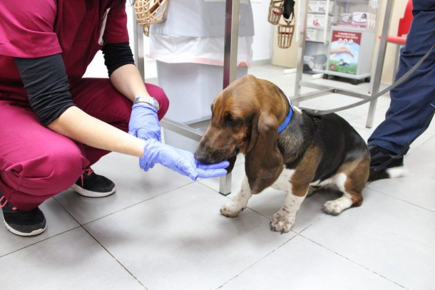 Limpieza dental veterinaria en Castellón