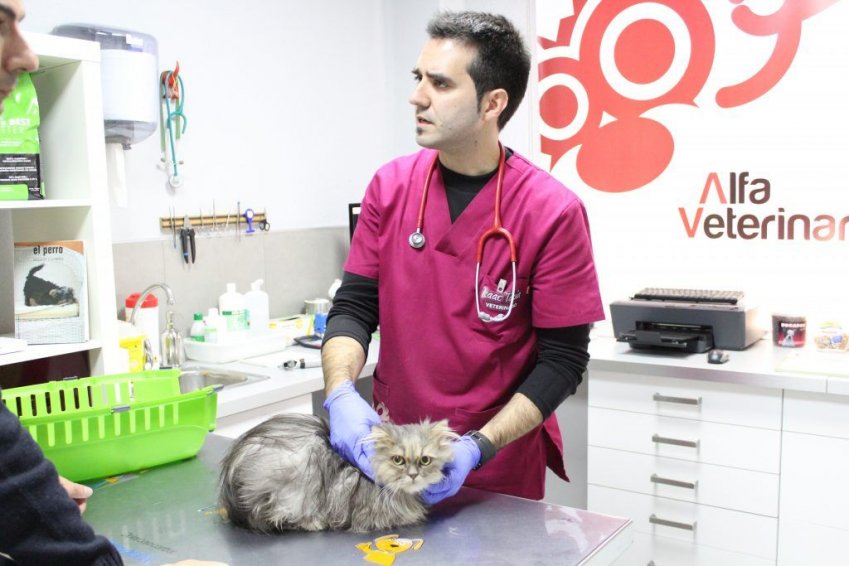 Revisiones veterinarias en Castellón
