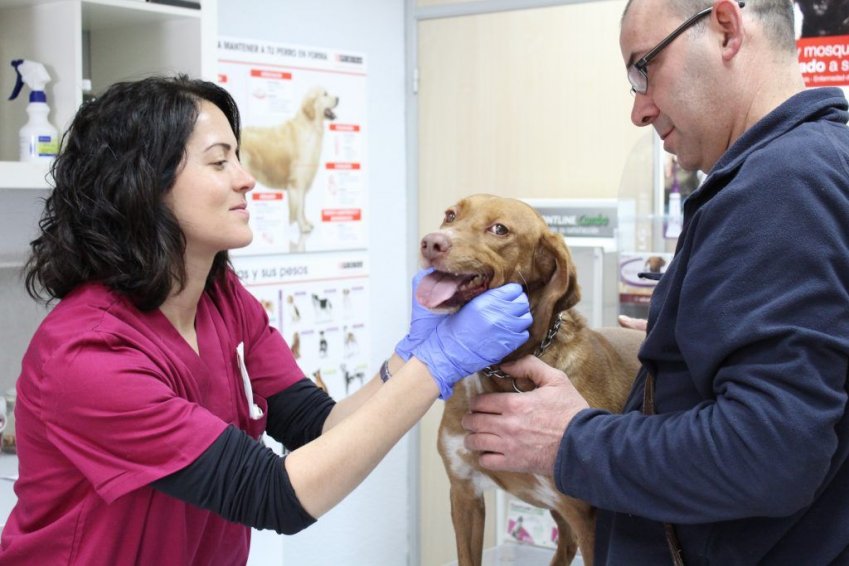 Vacunación de mascotas en Castellón