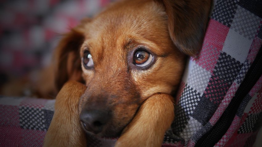 pánico Preservativo Hay una tendencia Tos en perros | Alfa Veterinaria